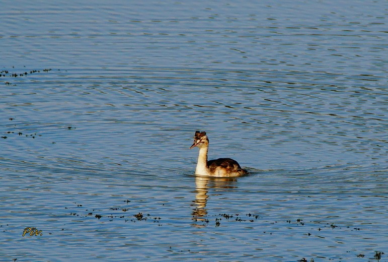 Great Crested Grebe - ML271676301