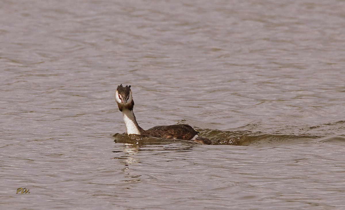 Great Crested Grebe - ML271676311