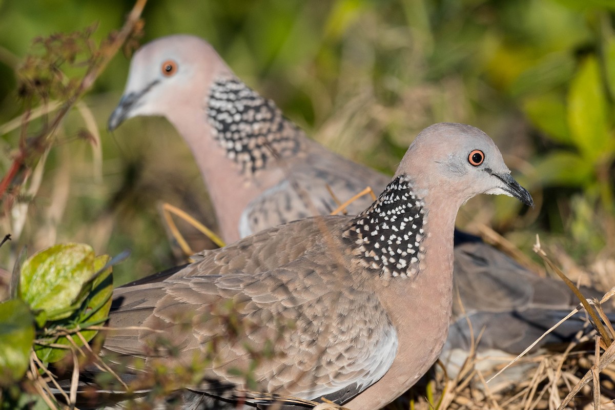 Spotted Dove - ML271676681