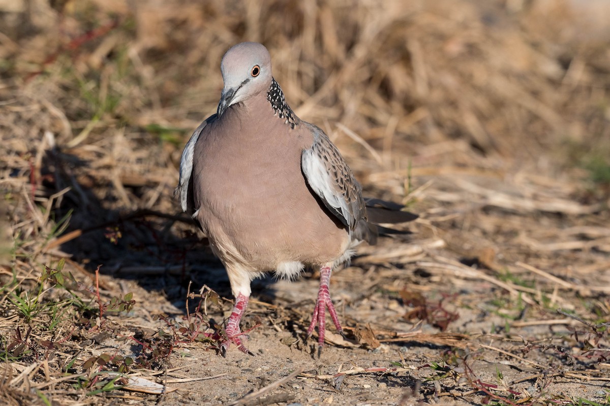 Spotted Dove - ML271676711