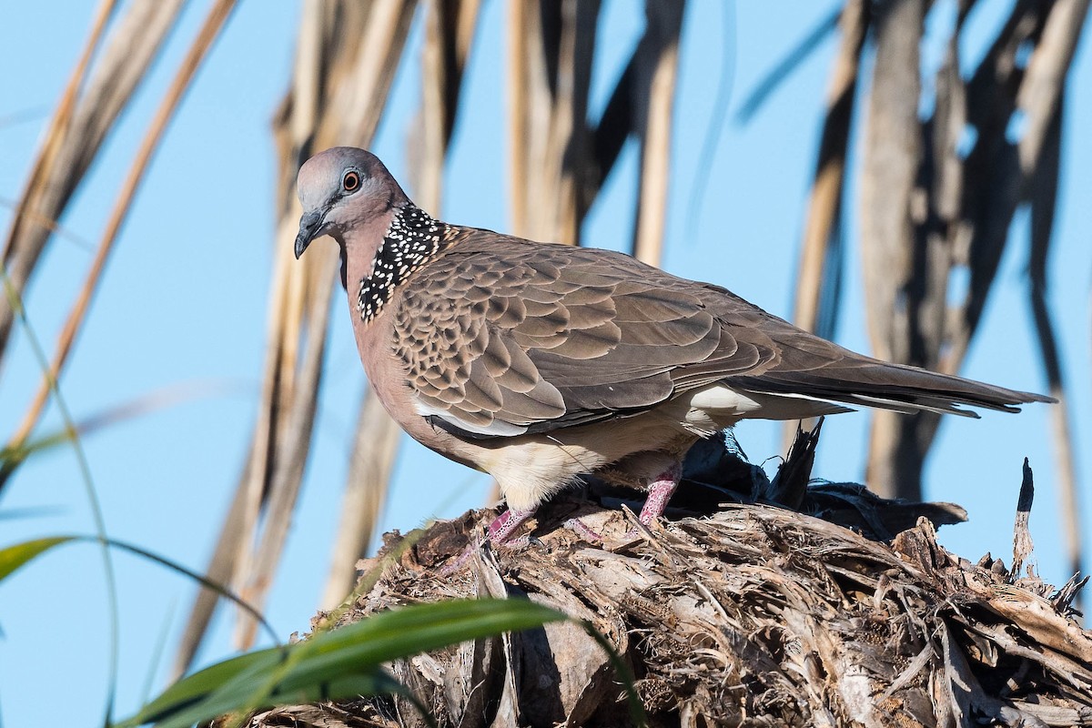 Spotted Dove - ML271676721