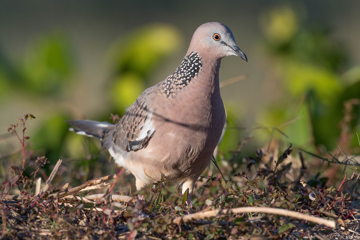 Spotted Dove - ML271676731