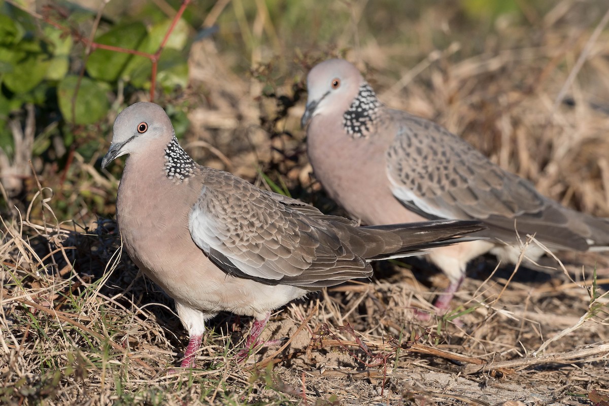 Spotted Dove - ML271676741