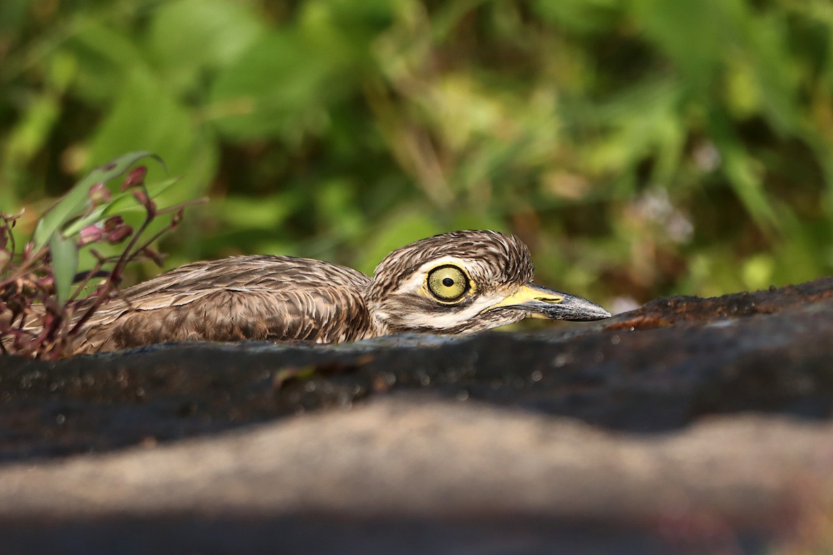 Indian Thick-knee - ML271678301