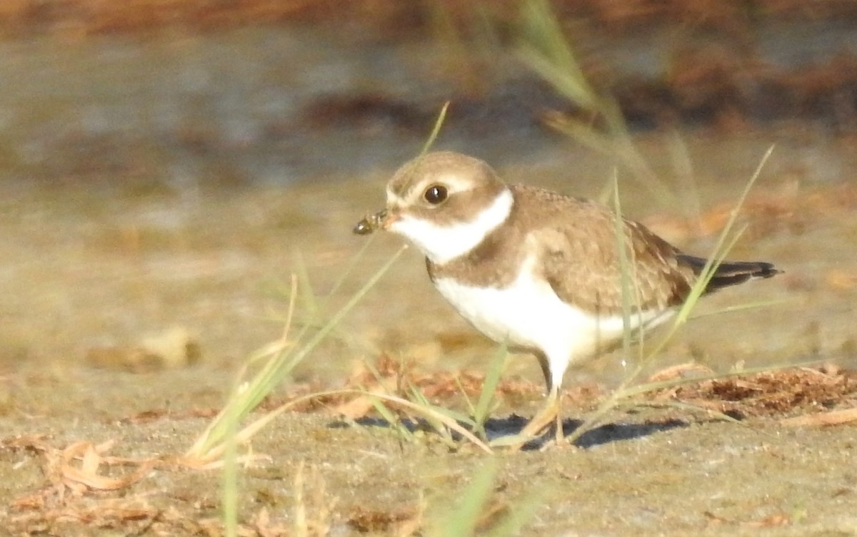 Semipalmated Plover - ML271678741