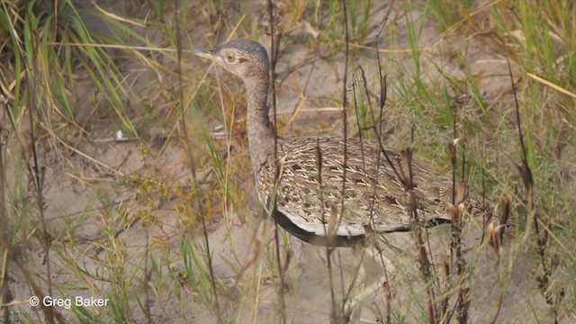 Red-crested Bustard - ML271681551