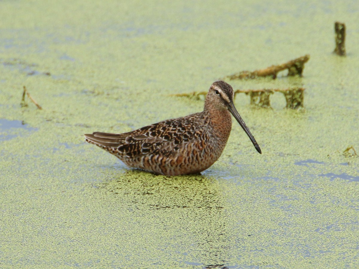 Long-billed Dowitcher - ML27168171