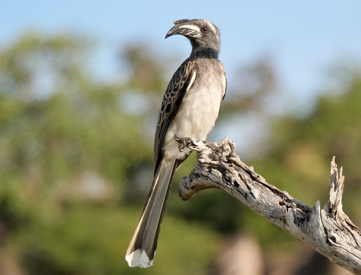 African Gray Hornbill - Greg Baker