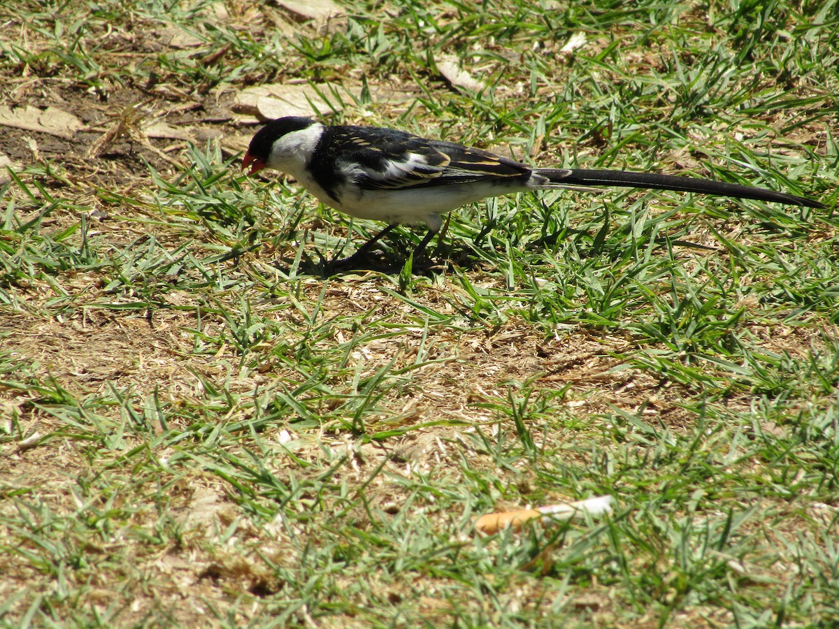 Pin-tailed Whydah - ML271681921