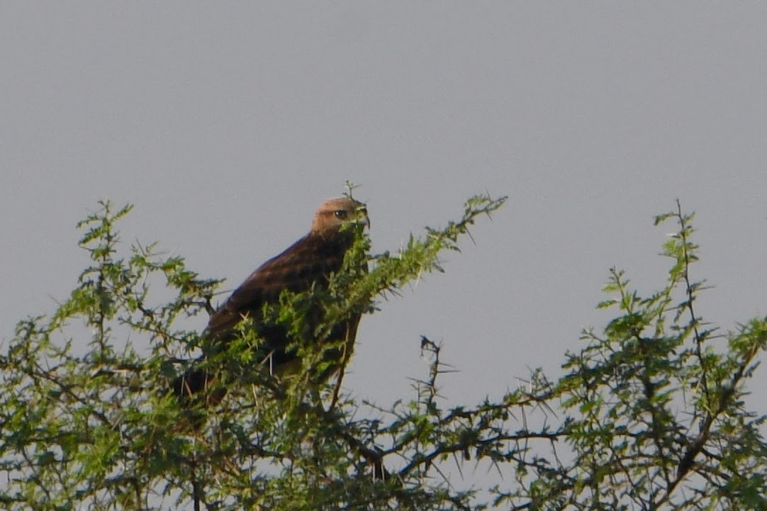 Common Buzzard - Praveen Manivannan
