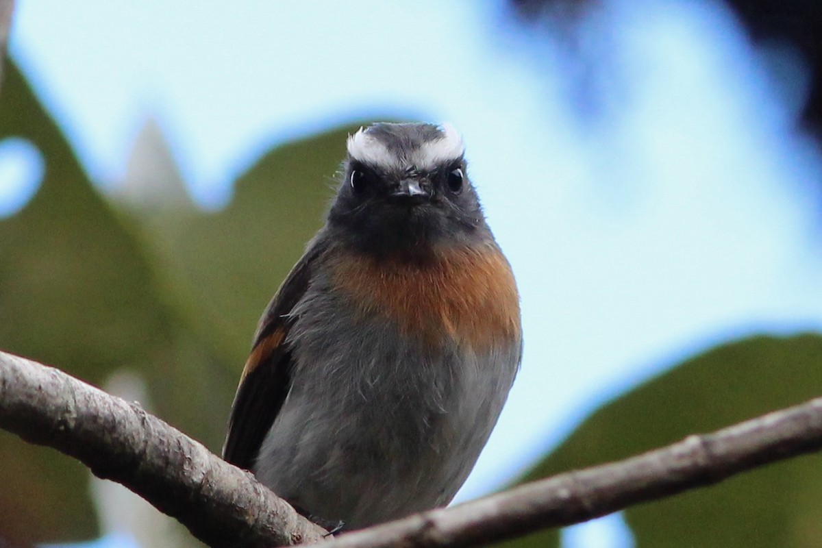 Rufous-breasted Chat-Tyrant - ML271682121