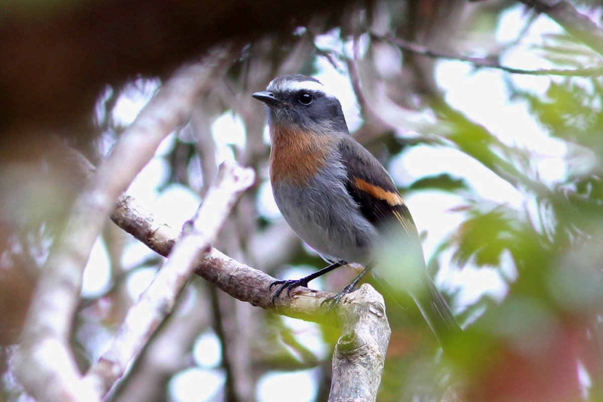Rufous-breasted Chat-Tyrant - ML271682131