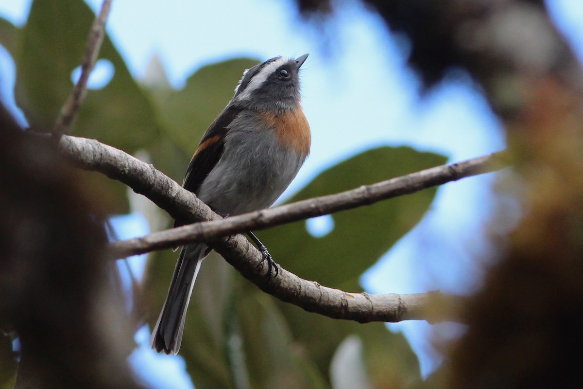 Rufous-breasted Chat-Tyrant - ML271682141
