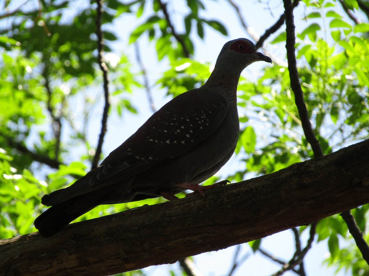 Speckled Pigeon - ML271686771