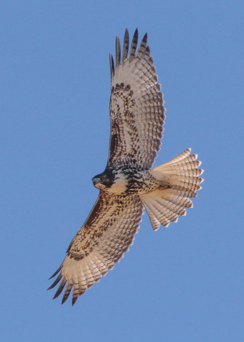 Red-tailed Hawk - ML271694961