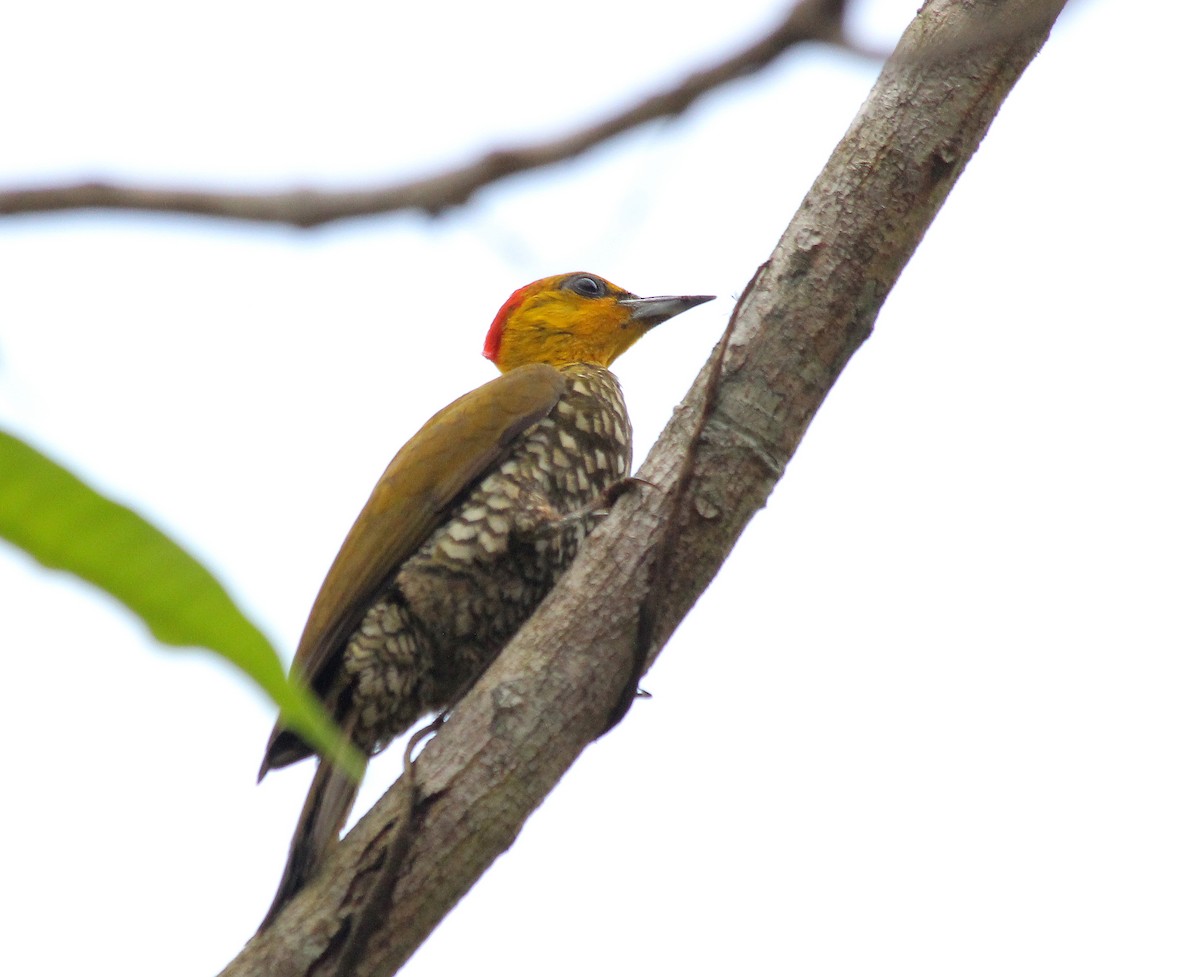 Yellow-throated Woodpecker - Elby Anderson A Silva