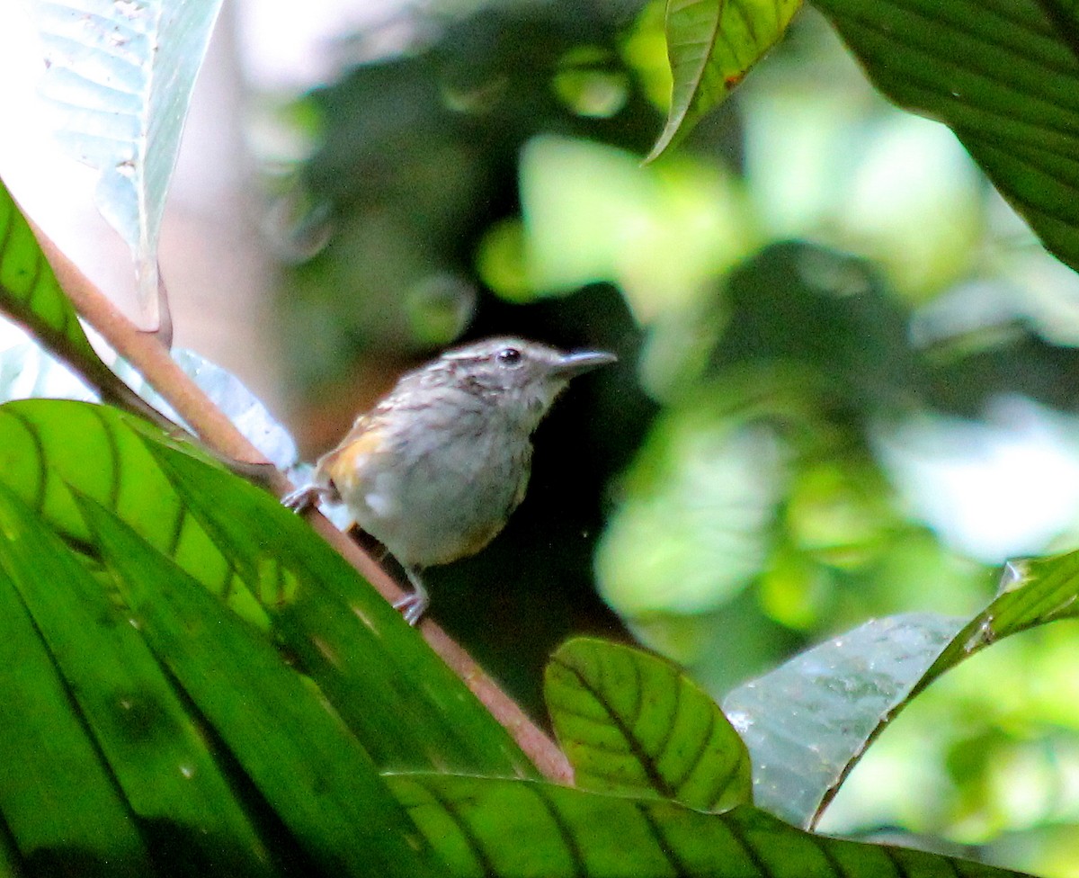 Guianan Warbling-Antbird - Elby Anderson A Silva