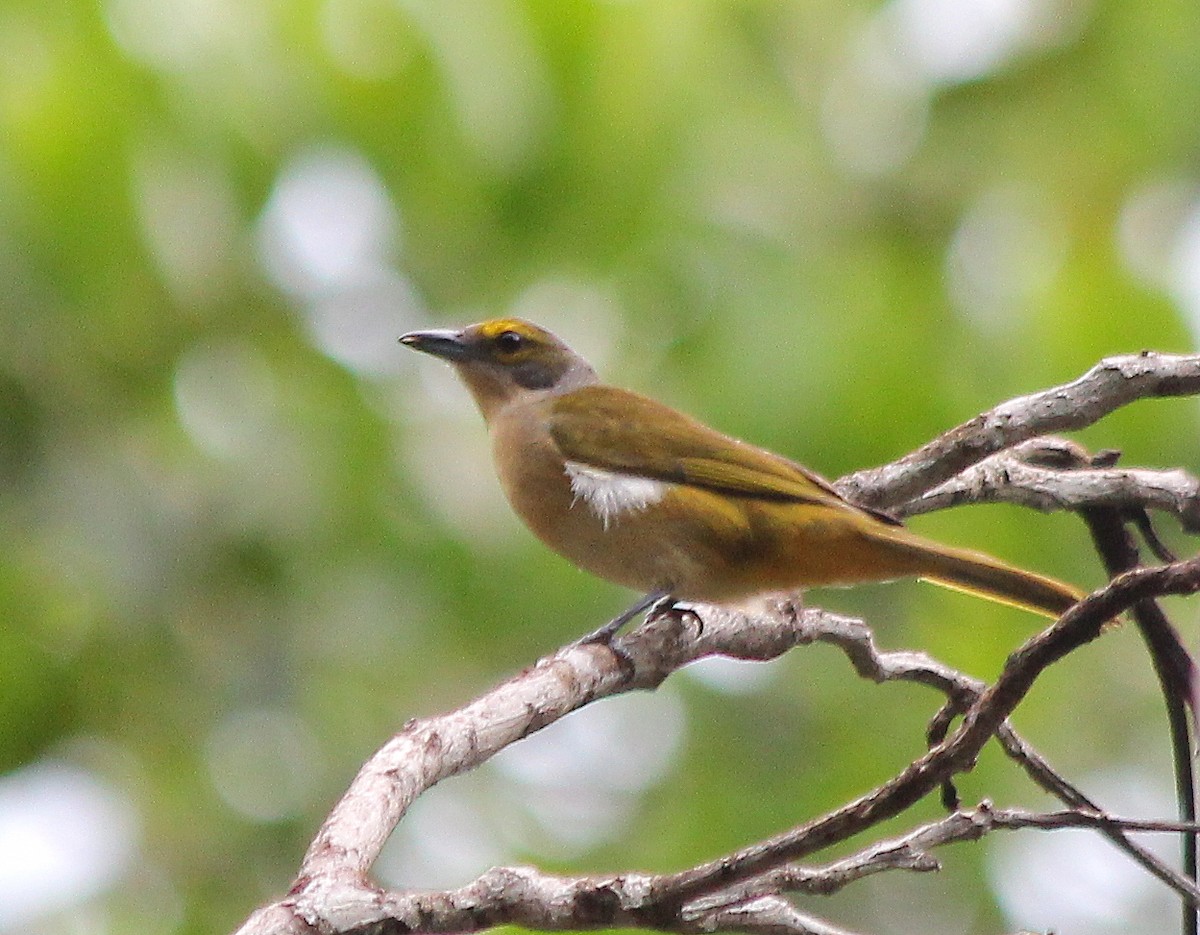 Fulvous-crested Tanager - Elby Anderson A Silva