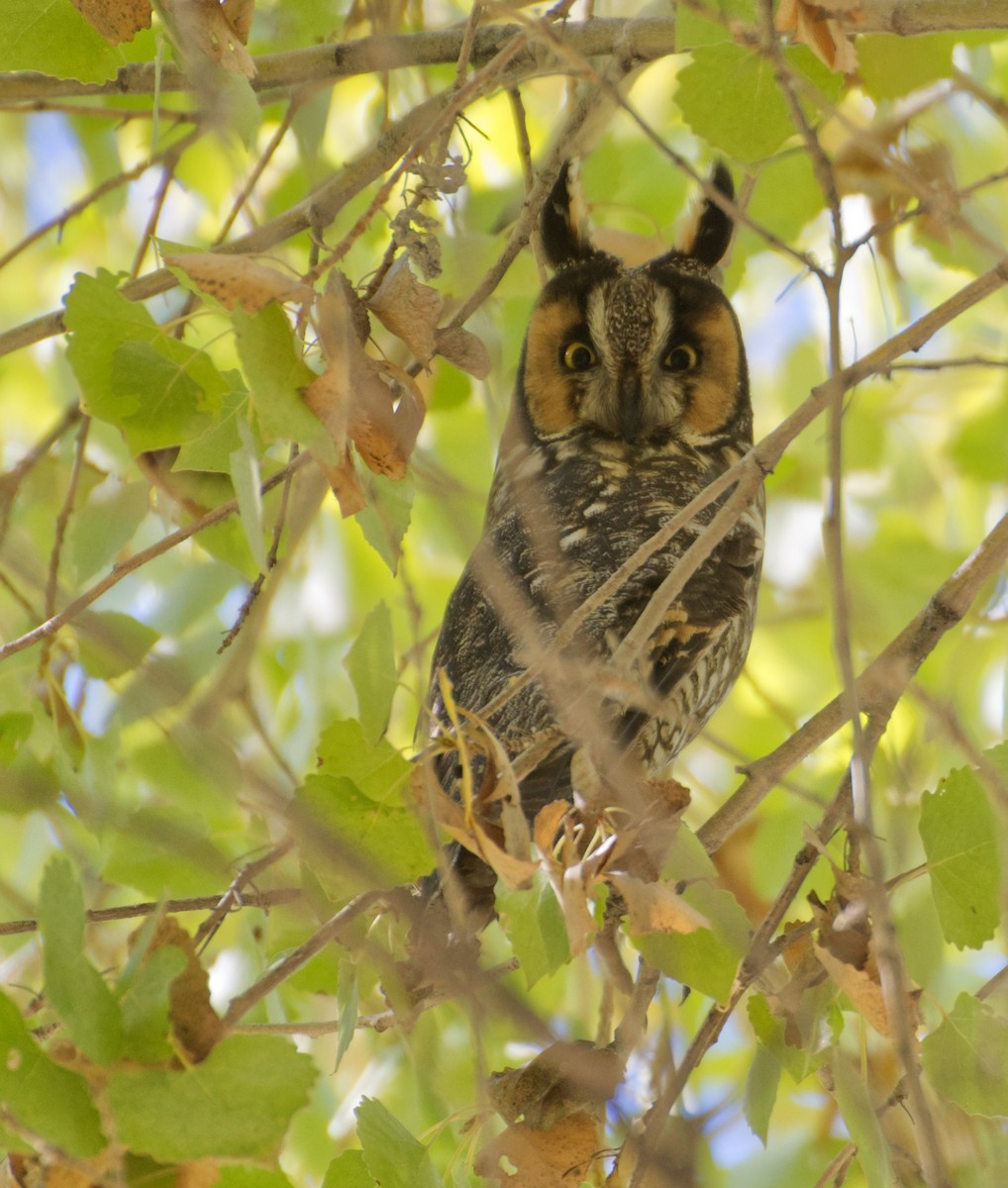 Long-eared Owl - Nathaniel Miller