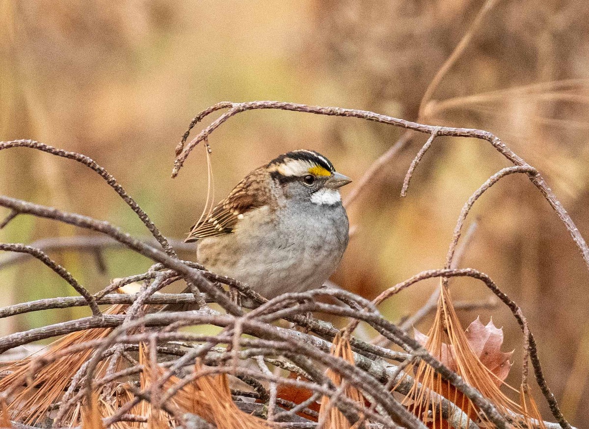 White-throated Sparrow - ML271707791