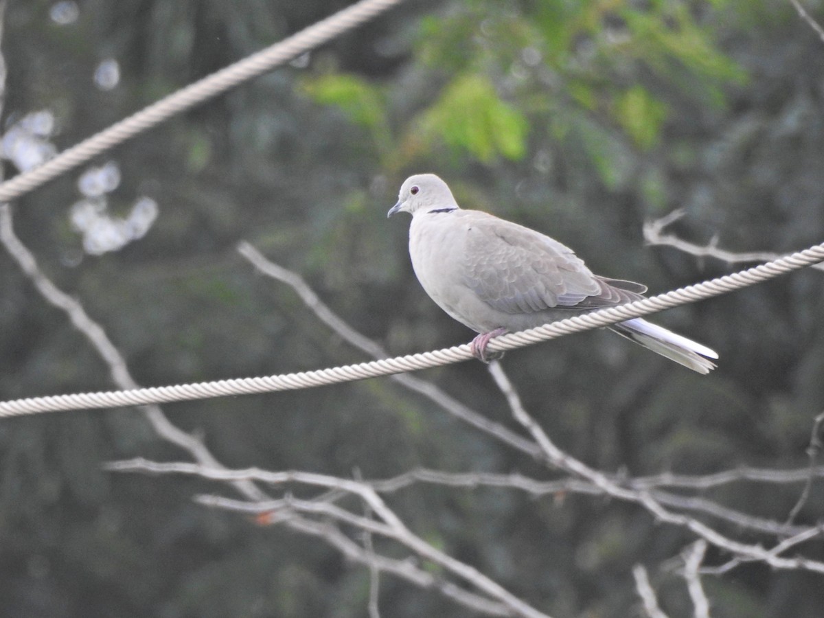 Eurasian Collared-Dove - ML271709361