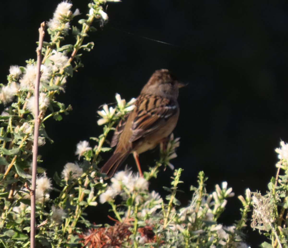Golden-crowned Sparrow - ML271710981