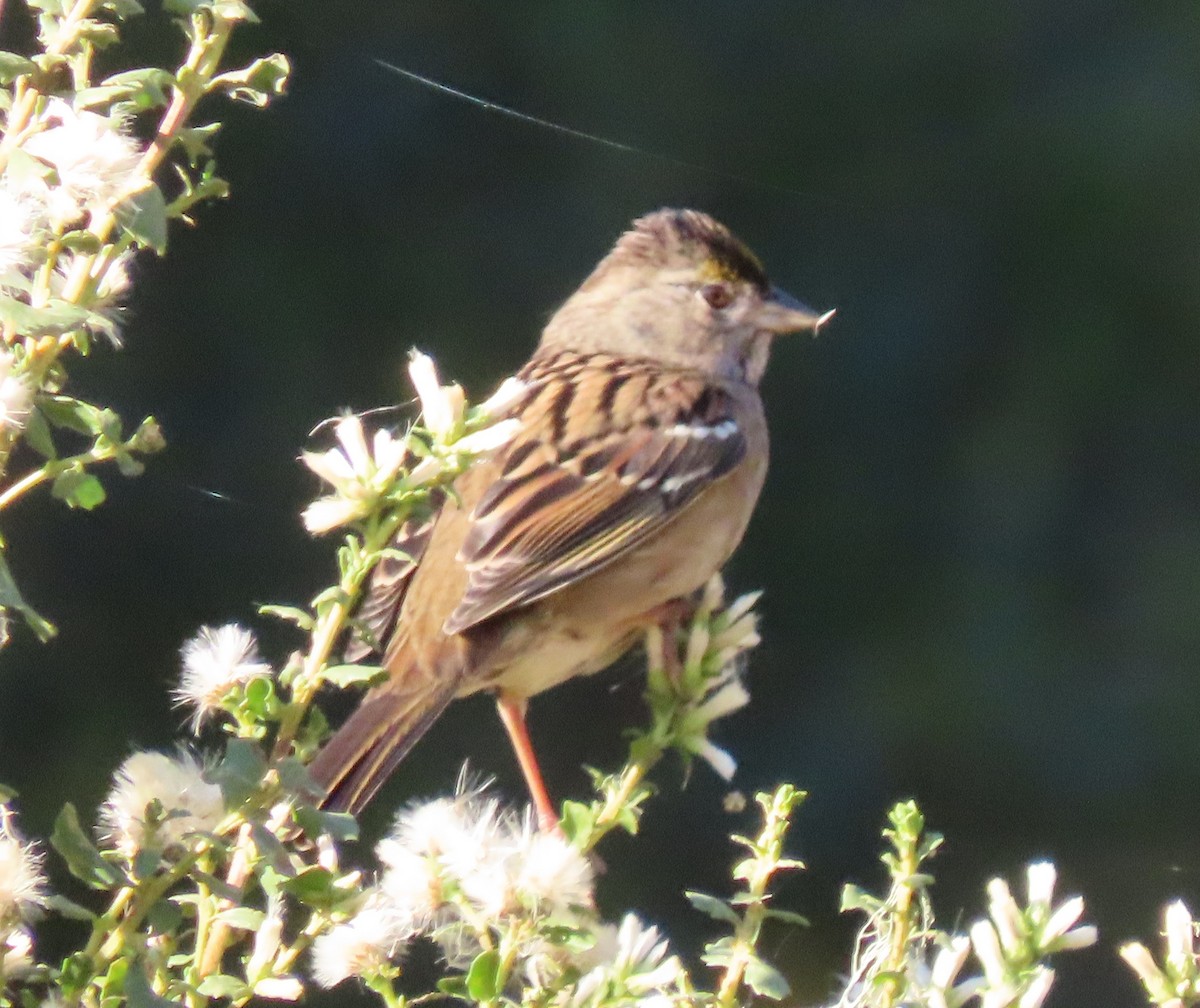 Golden-crowned Sparrow - ML271711071