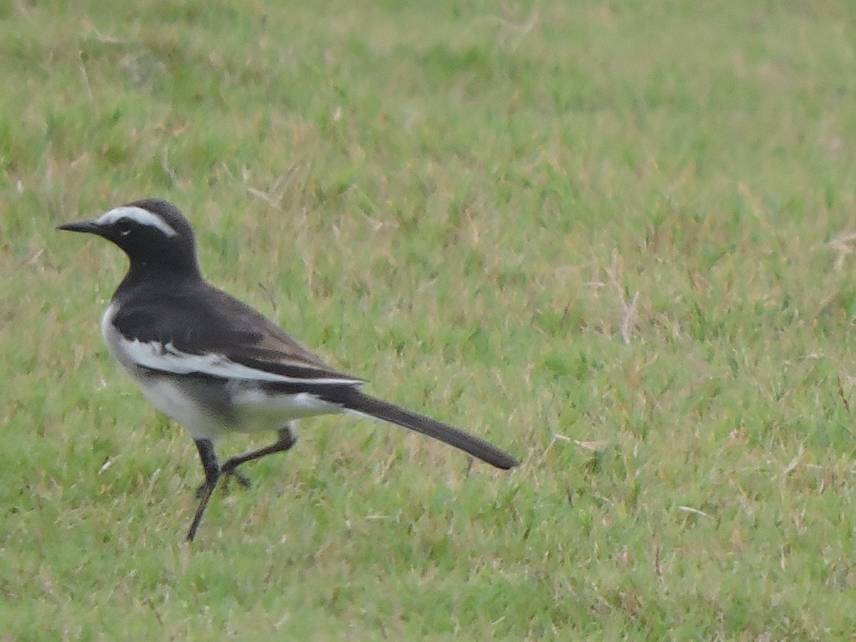 White-browed Wagtail - ML271711541