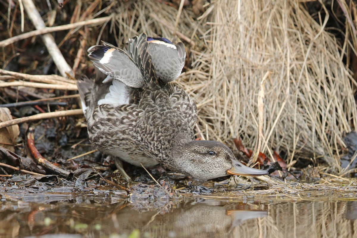 Green-winged Teal - ML271713191