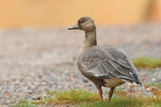 Greater White-fronted Goose, ML271713661