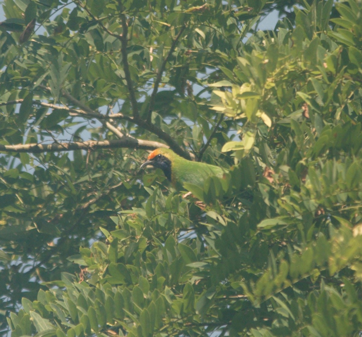 Golden-fronted Leafbird - ML271715801