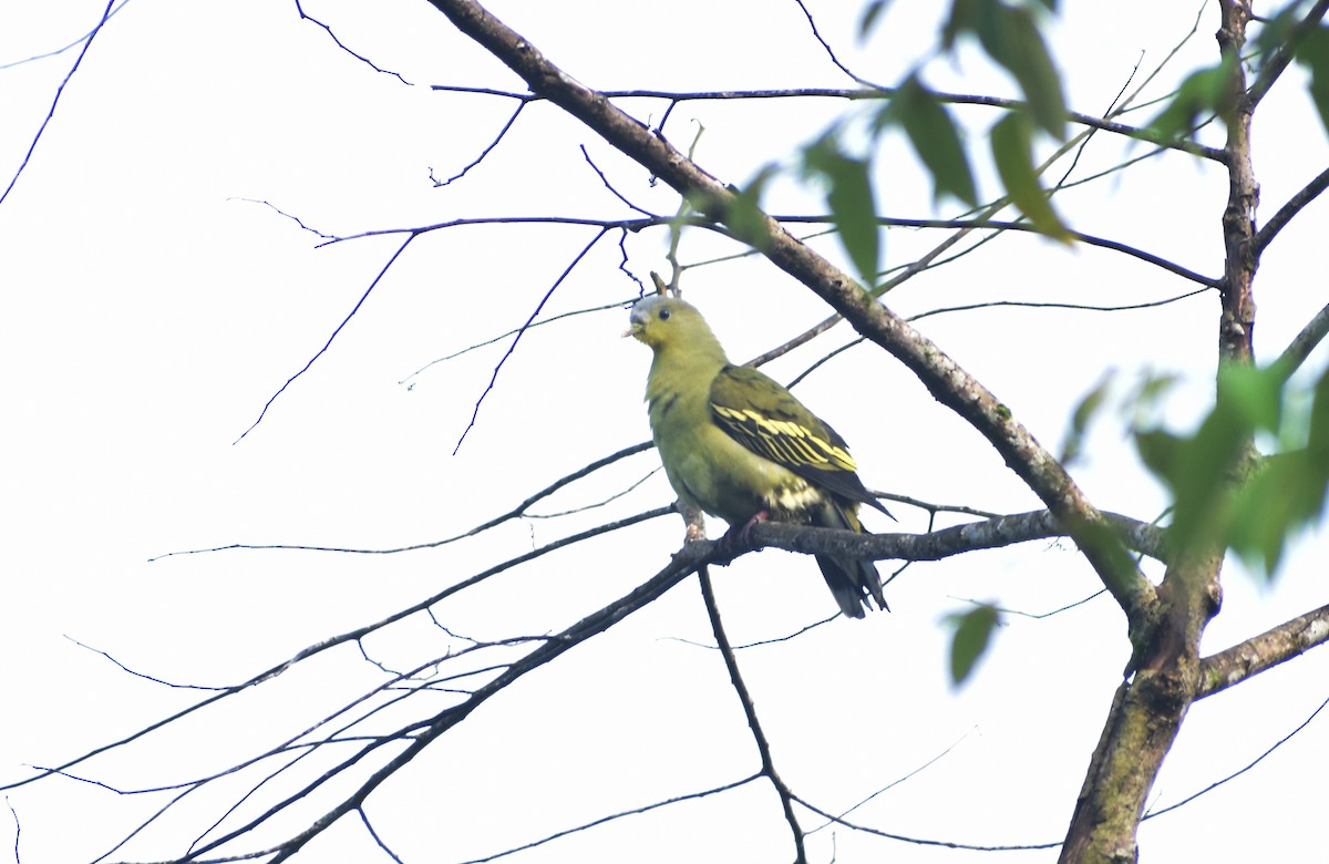 Gray-fronted Green-Pigeon - ML271716541