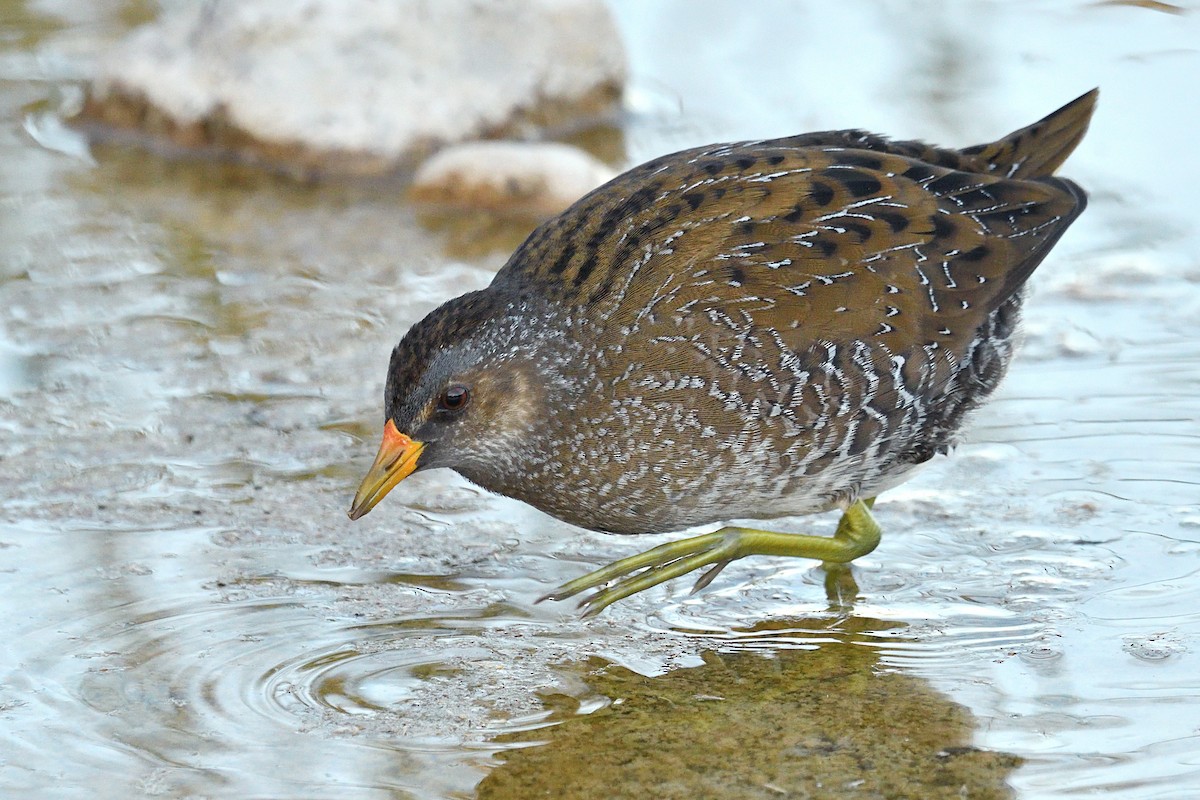 Spotted Crake - ML271718141