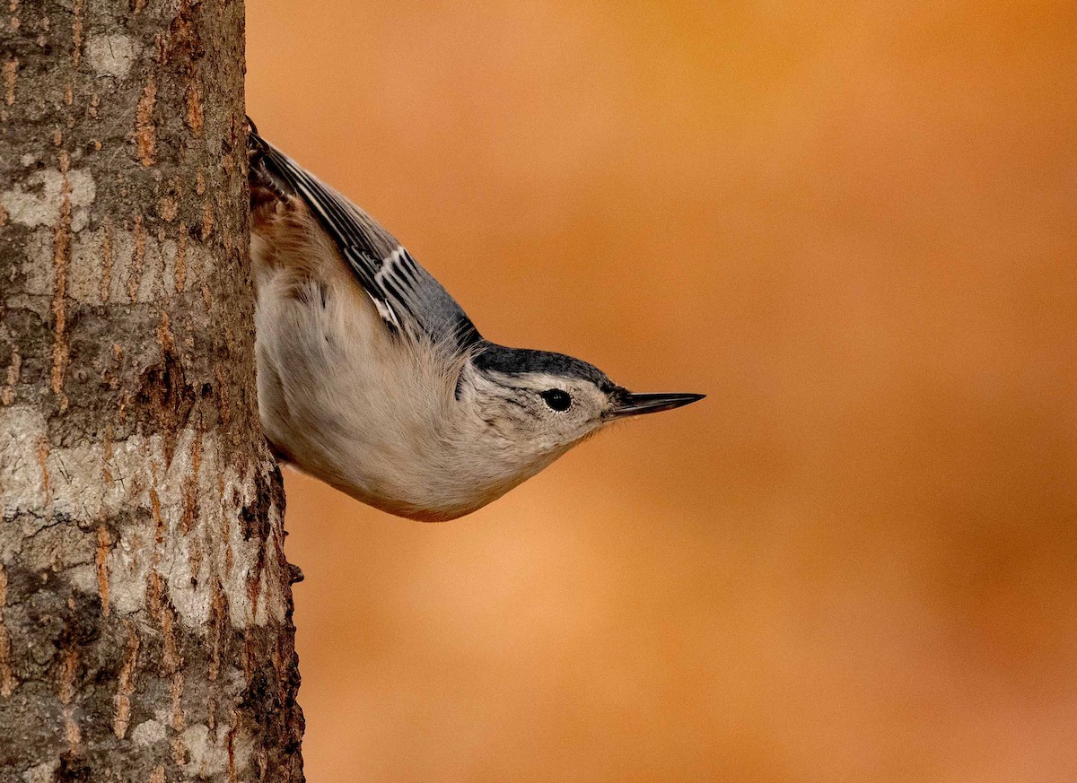White-breasted Nuthatch - ML271718861