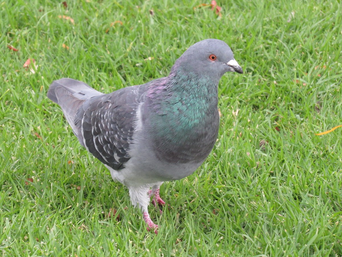 Rock Pigeon (Feral Pigeon) - ML271722731