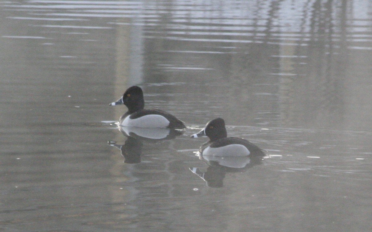 Ring-necked Duck - Jean Laperrière COHL