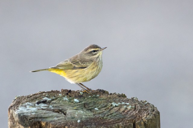 Palm Warbler