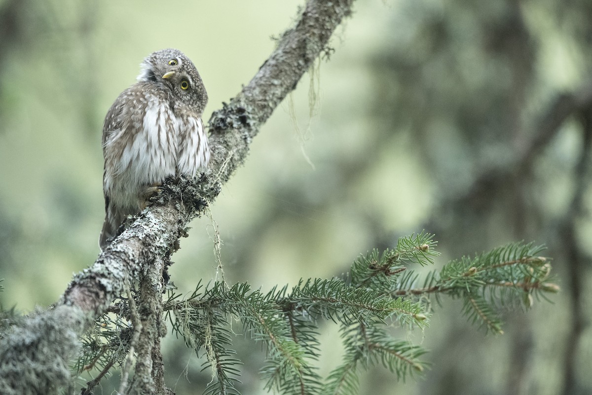 Eurasian Pygmy-Owl - Jérémy Calvo