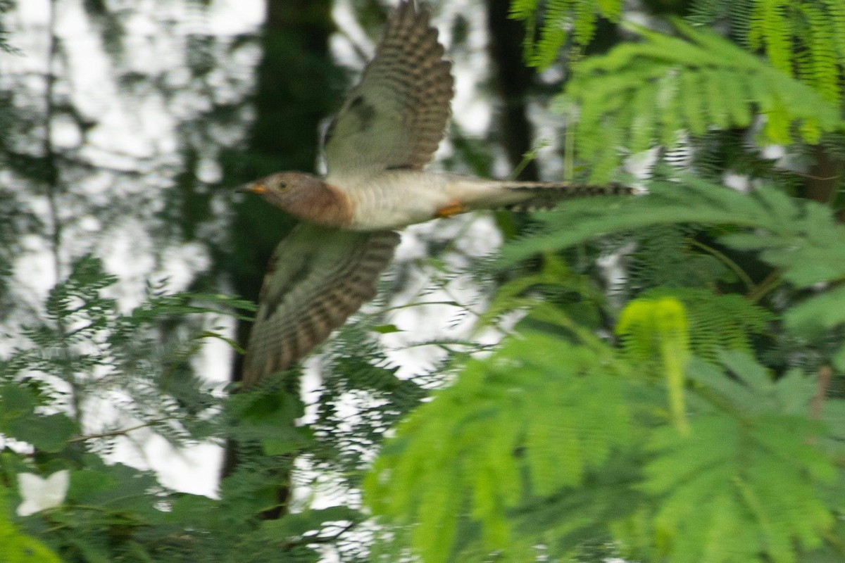 Common Cuckoo - Muangpai Suetrong