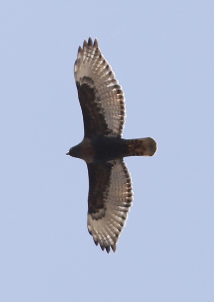 Red-tailed Hawk (calurus/alascensis) - Ted Keyel