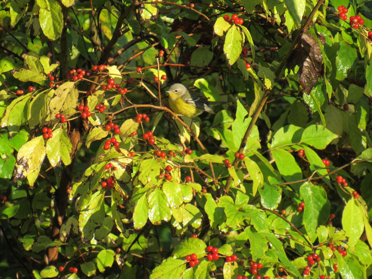 Magnolia Warbler - ML271741351
