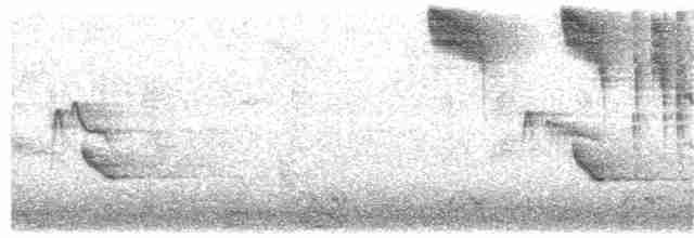 Allen's Hummingbird - ML271742751