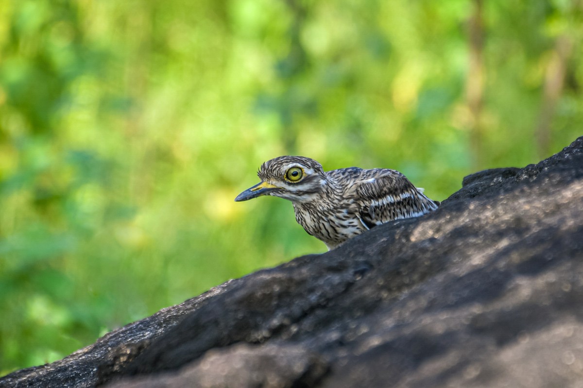 Indian Thick-knee - ML271742811