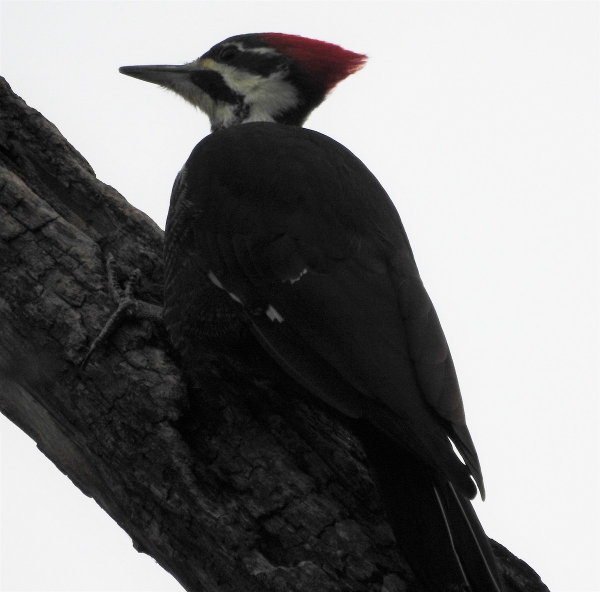 Pileated Woodpecker - Paul McKenzie
