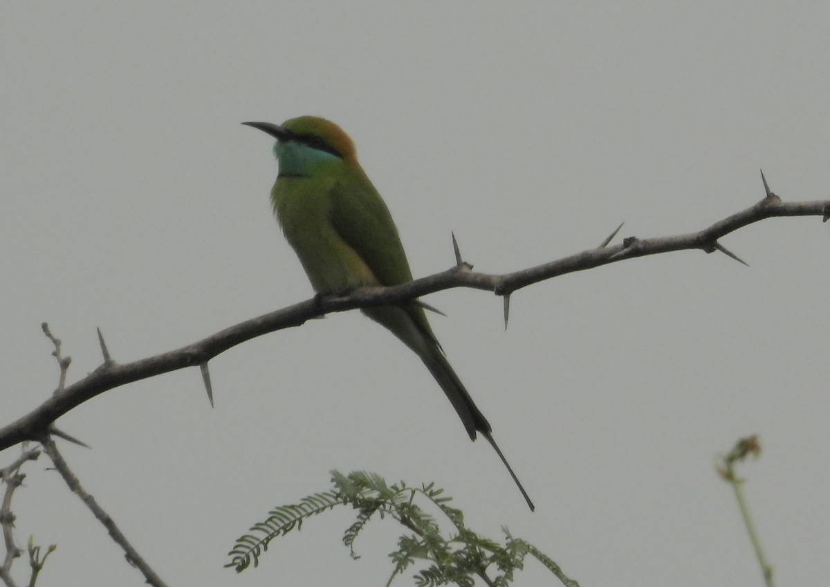 Blue-tailed Bee-eater - ML271745461