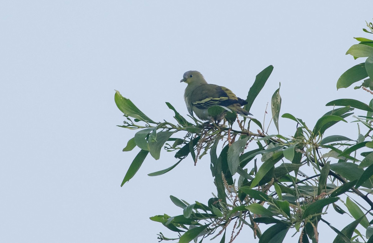 Gray-fronted Green-Pigeon - ML271749221