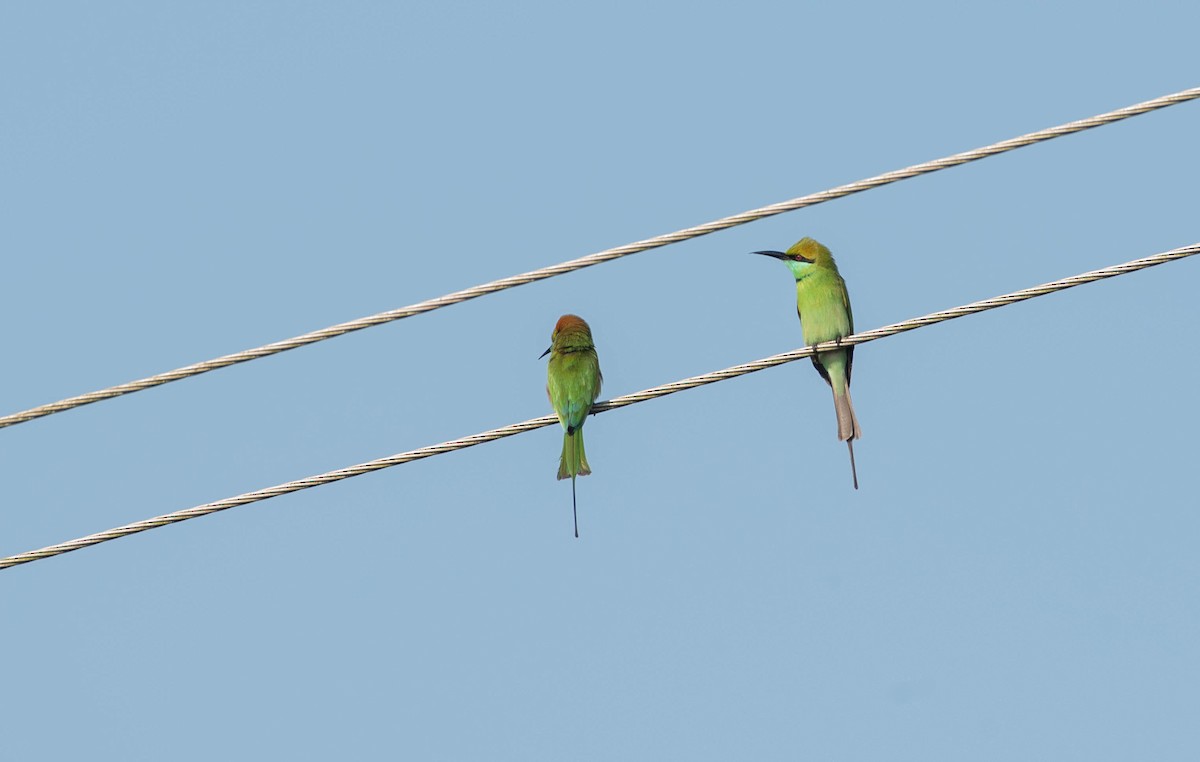 Asian Green Bee-eater - Nagaraj Sk
