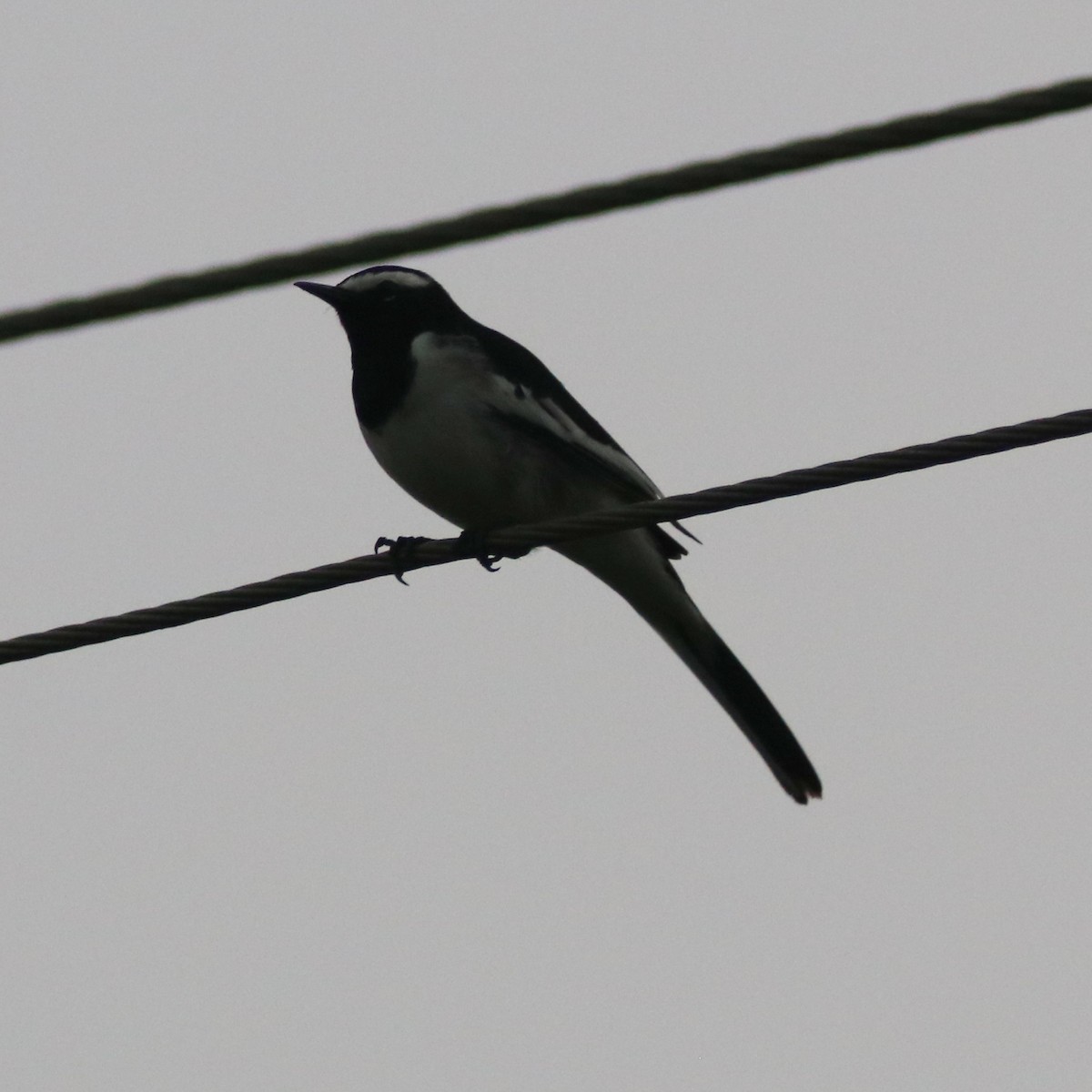 White-browed Wagtail - ML271750681