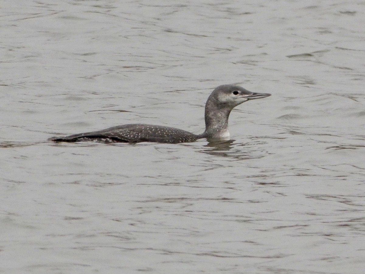 Red-throated Loon - Monique Berlinguette