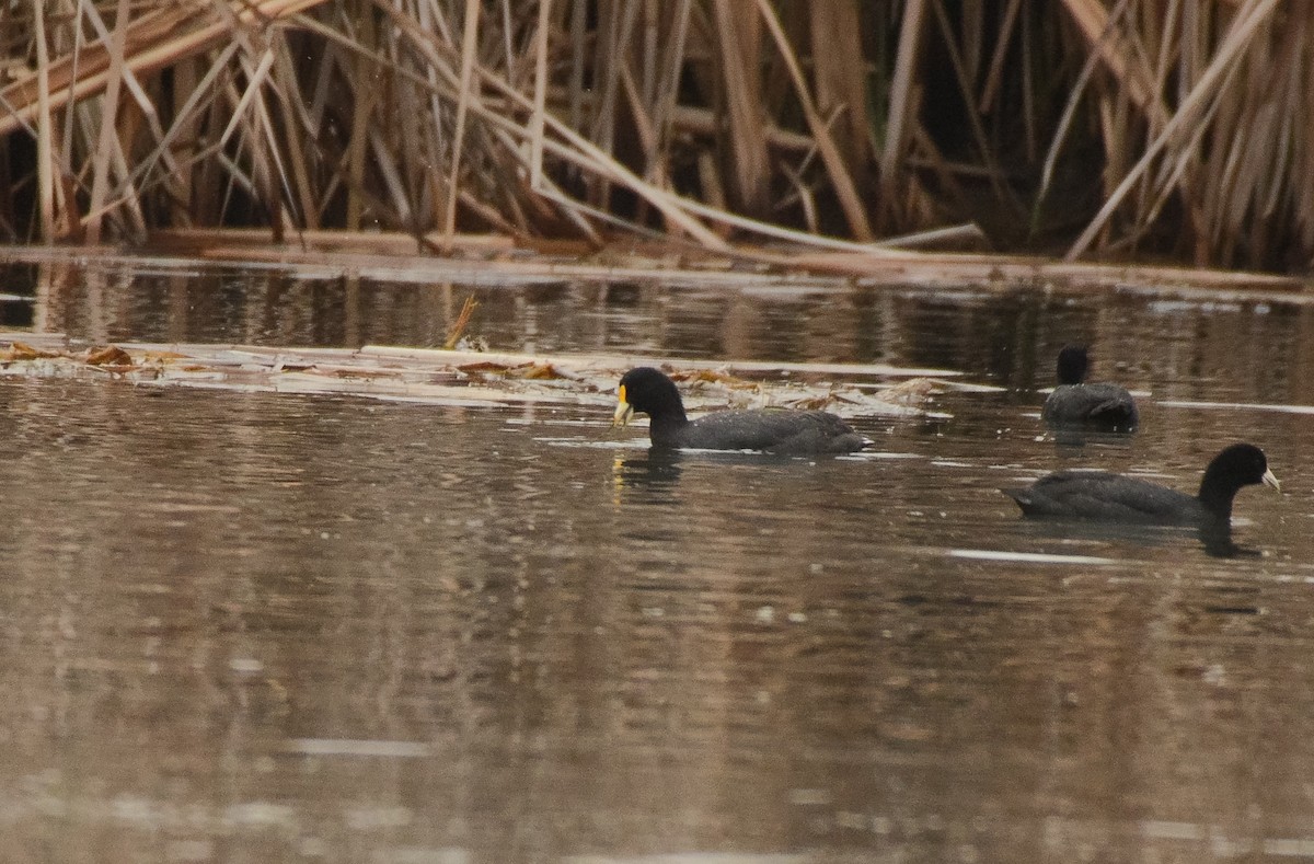 White-winged Coot - ML27175221